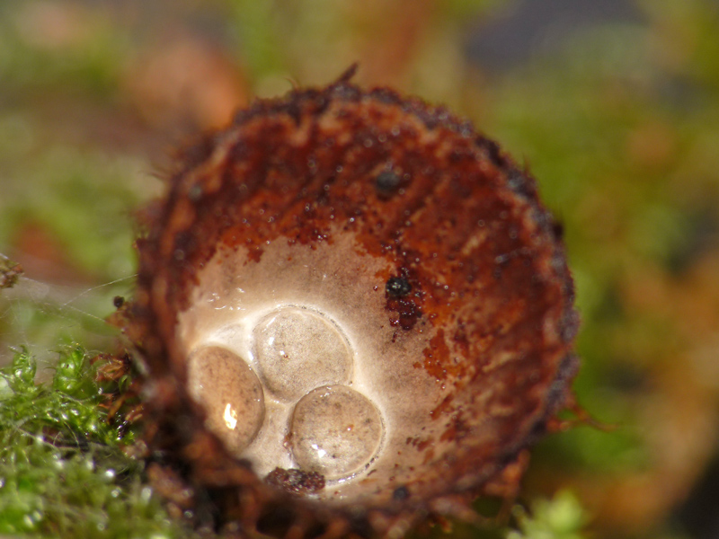 Cyathus striatus